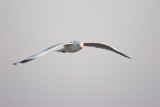 Brown headed  gull