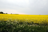 May 22, Rape Seed, These were beautiful.