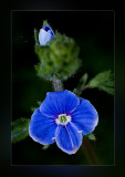 wild_flowers