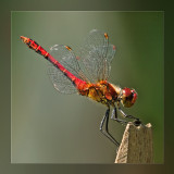 libellen__dragonflies