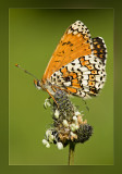 vlinders__butterflies
