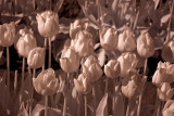 Skagit Valley Tulips IR 2008
