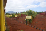 Ananas plantaza