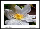 White Clematis