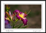 Swirling Waters Daylily
