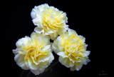 Yellow Carnations