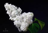 White Lilac