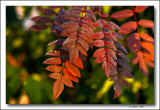 Pink Pagoda Mountain Ash Leaves.