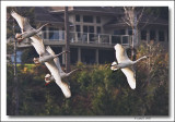 Trumpeter Swans.