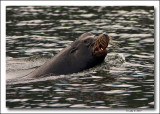 California Sea-lion.