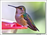 Rufous Hummingbird - Female