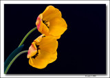 A sweet, yellow tulip,