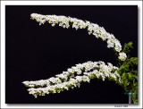 Bridal Wreath Spiraea