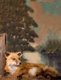 Red Fox