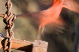 Cardinal in Flight