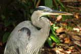 Great blue heron