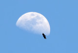 To the moon!