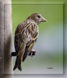 IMG_6611_1 Tarin des pins.jpg