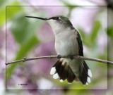 IMG_7069_2 Colibri femelle.jpg