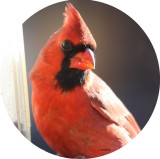 IMG_0680_1 Cardinal rouge.jpg