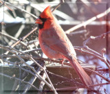 IMG_0707_1 Cardinal rouge.jpg