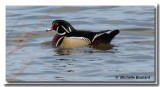 IMG_8494 Canard Branchu0001.jpg