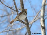 IMG_8186_Grive solitaire.jpg