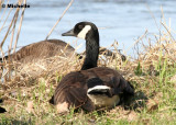 IMG_8378 Bernache du Canada.jpg