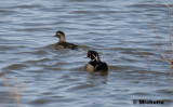IMG_8491Canards branchus.jpg