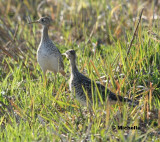 IMG_8636_Couple de Maubches des champs.jpg