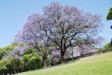 Jacaranda