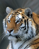 Portrait Of A Tiger