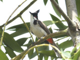 <a class=c1>Bulbul, Red-Whiskered</a>