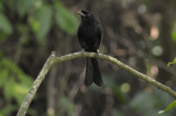 Drongo, Lesser Racket-Tailed