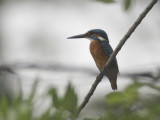 <a class=c8>Kingfisher, Common</a>