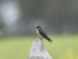 Swallow, Pacific