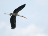Stork, Painted