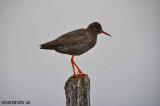 redshank