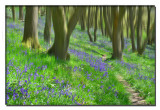 helmeth hill bluebells