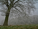 frosty morning.