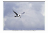 Forsters Tern - winter plumage