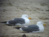 Western Gull