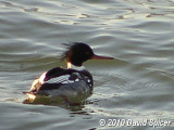Red-breasted Merganser