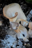 DSC_0800 Fungi.jpg