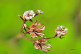 DSC_0951 Small.jpg
