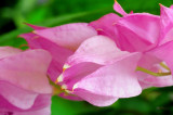 DSC_0027 Pink flower.jpg