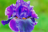 DSC_1115 Bearded Iris.jpg