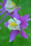 DSC_2009 Columbine.jpg