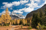 Larches in September 2