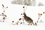 Chukar